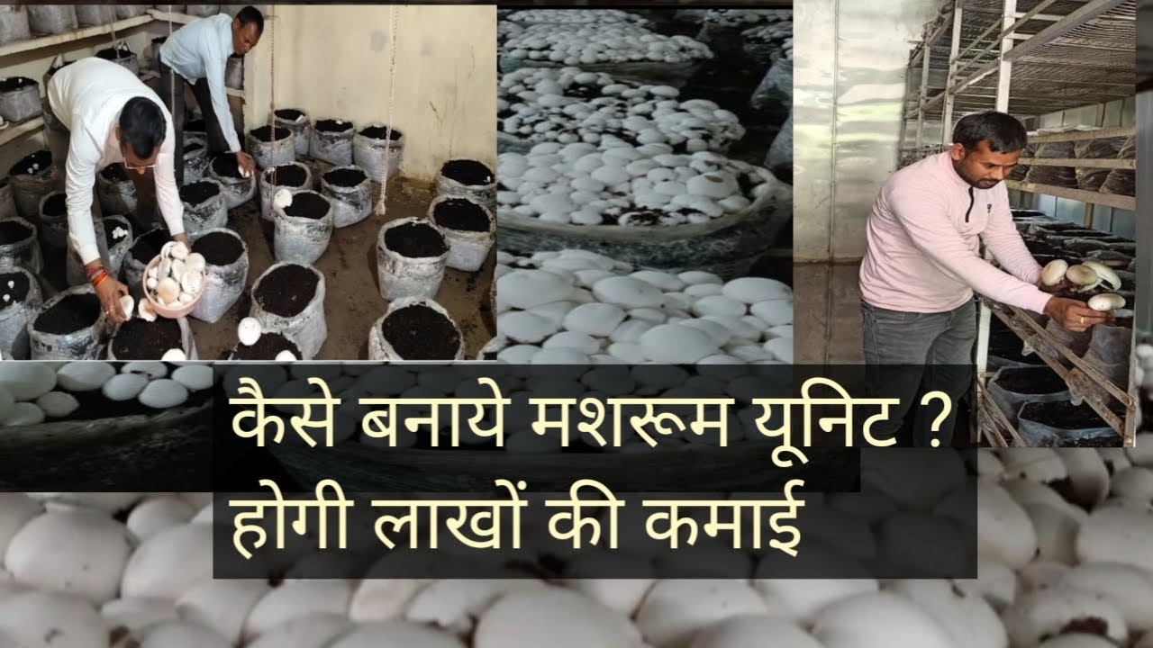 कैसे बनाये मशरूम यूनिट ? होगी लाखों की कमाई how to make mushroom unit #mushroom #mushroomfarming