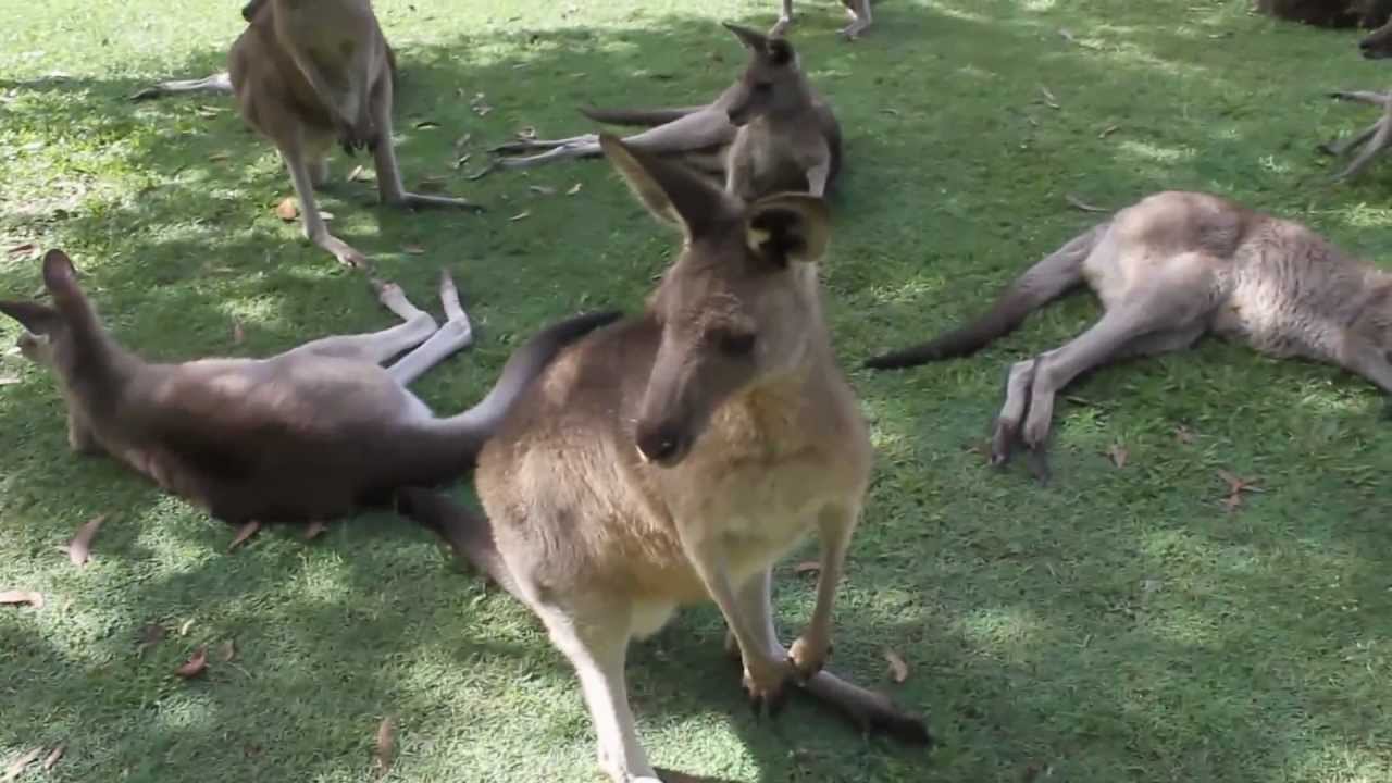 Petting Kangaroos and Wallabies at the Australia Zoo
