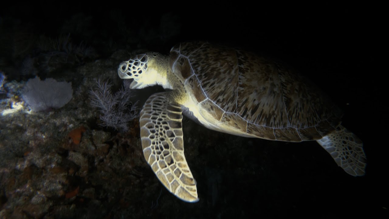 Key Largo Florida Scuba Night Dive Molasses Reef & Snappers Ledge with Ultraviolet Lights