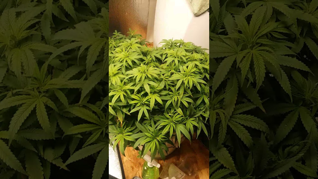 Glueberry OG Kush #1,#2,#3 (Update)