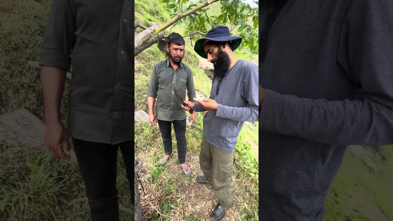 Turkish method on walnut grafting 100 percent successful