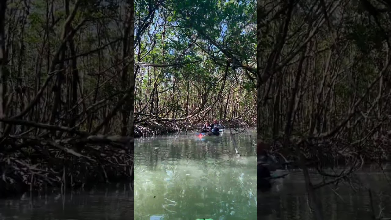 Magnificent Mondays in the mangrove tunnels! 👀🛶📍 Naples, FL