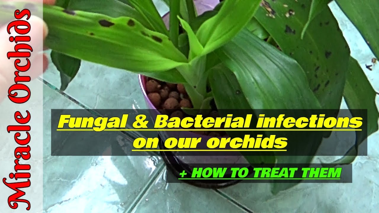 Bacterial and fungal diseases afecting our orchid leaves - How do we take actions