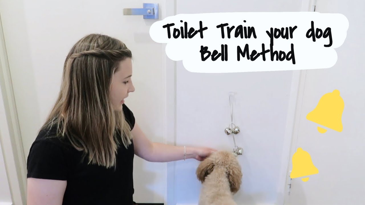 How to Potty Train your Puppy 🐶🔔 | BELL METHOD
