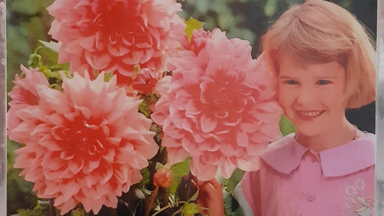 JUMBO YILDIZ(DAHLİA) ÇİÇEĞİ DİKİMİ BAKIMI..