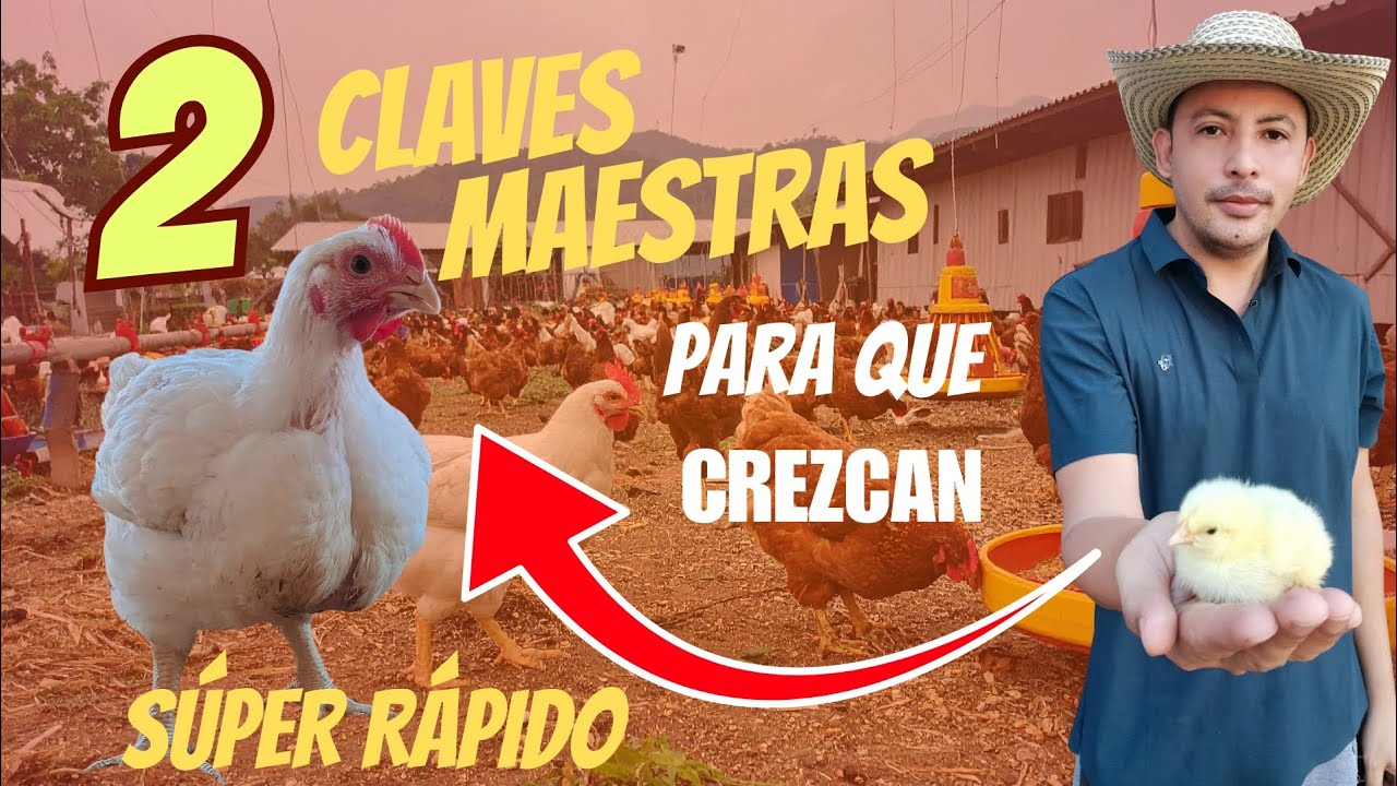 Esto hace crecer a los pollos de manera rápida y sin mortalidades.