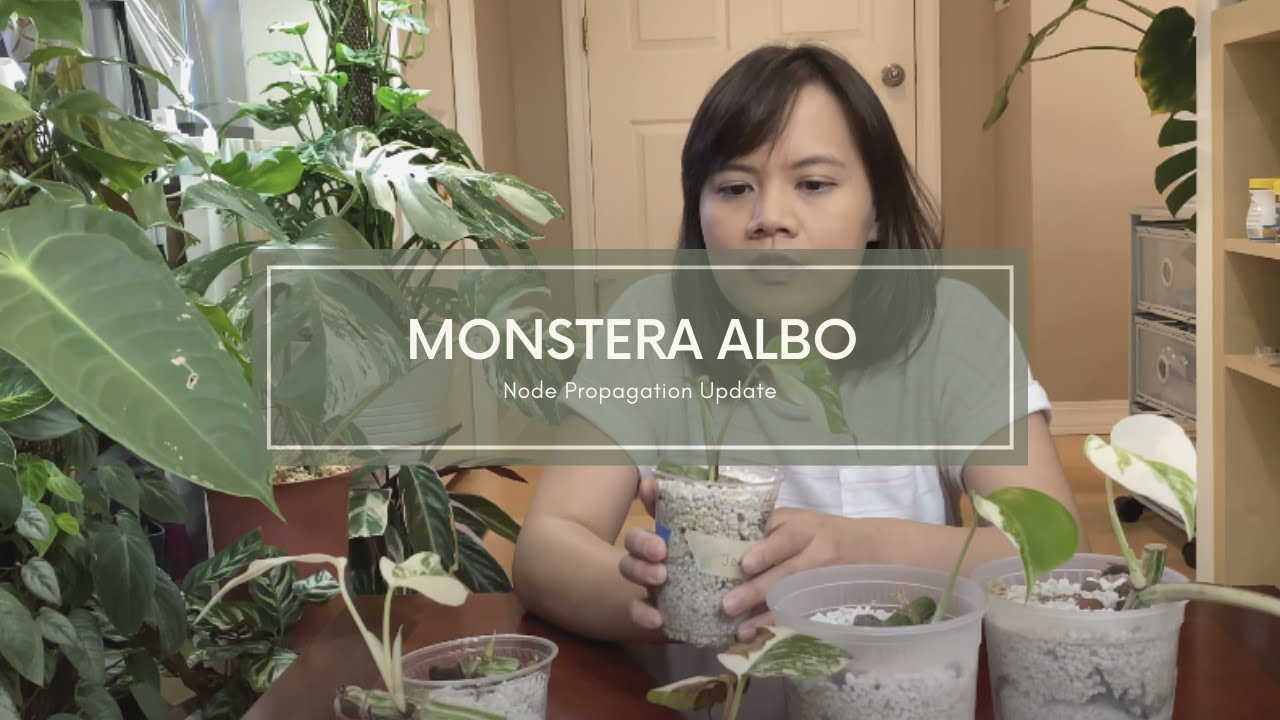Monstera Albo Node Propagation Update