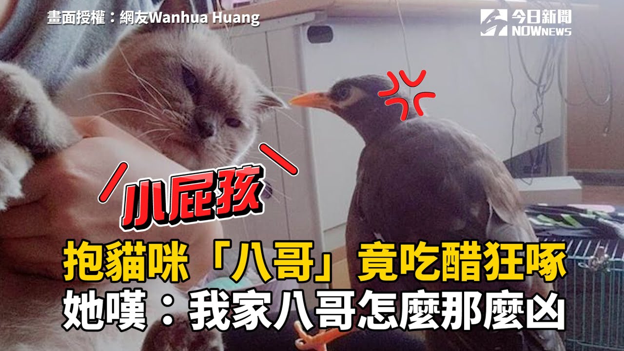 抱貓咪「八哥」竟吃醋狂啄　她嘆：我家八哥怎麼那麼凶
