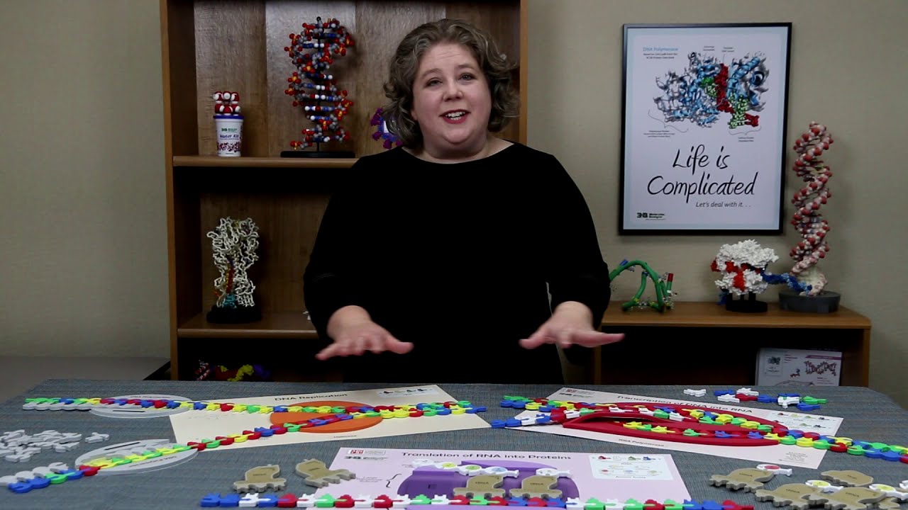 3D Molecular Designs' Flow of Genetic Information Kit