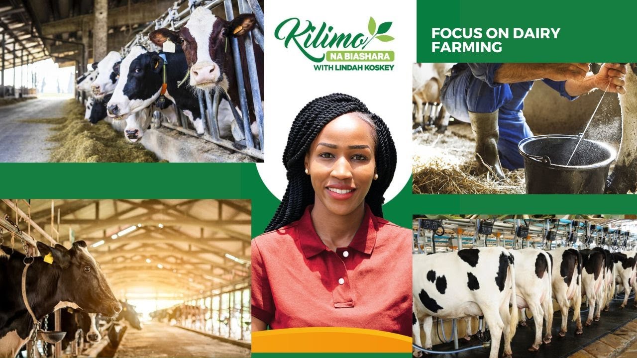 Focus On Dairy Farming | Kilimo na Biashara