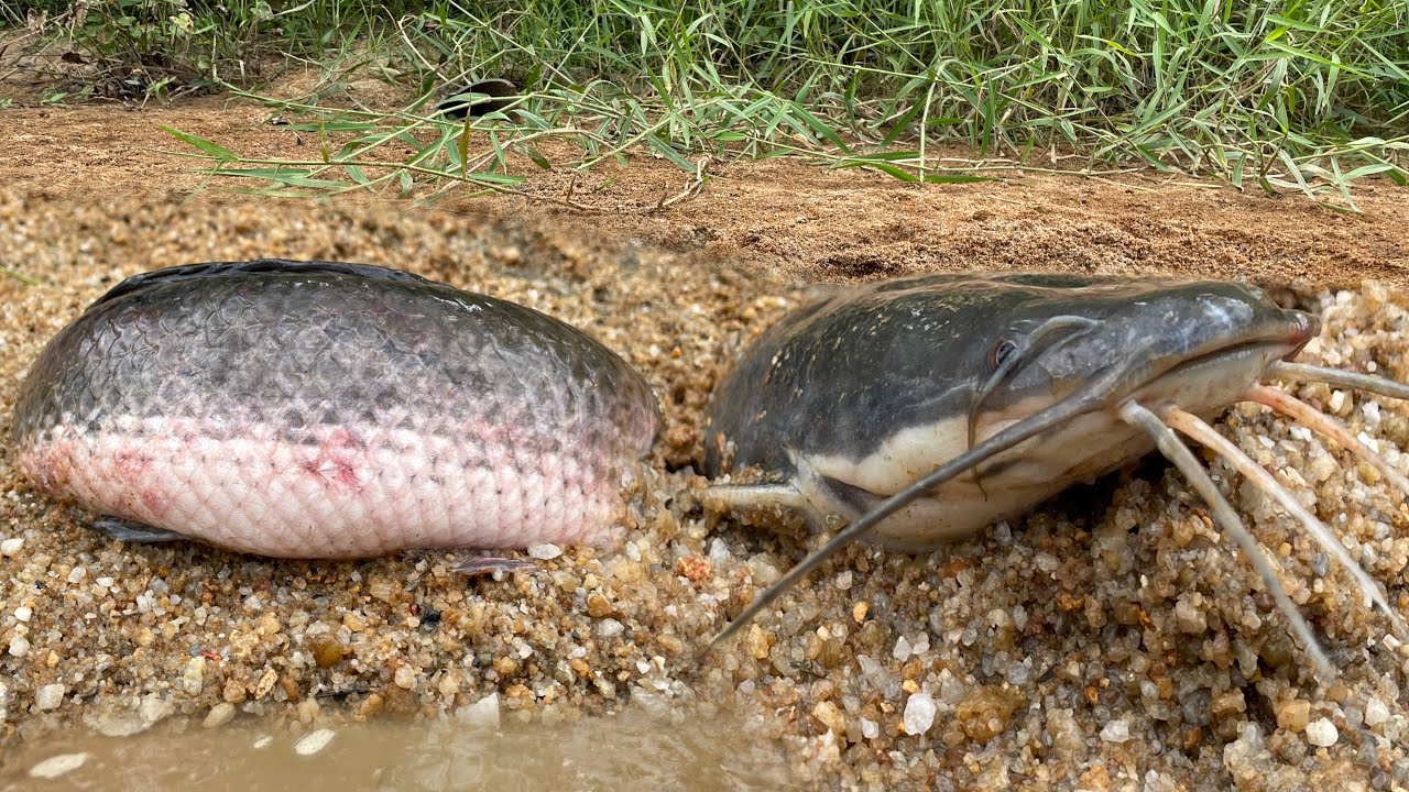 Amazing Village Fishing | Fish Alive Under Dry Sand