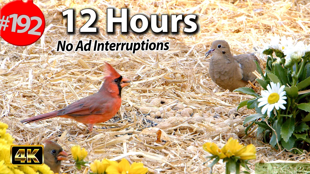 12 Hr. Uninterrupted Cat TV 😻 Best of Compilation Song Birds & Squirrels 🐦No Ads @LensMyth