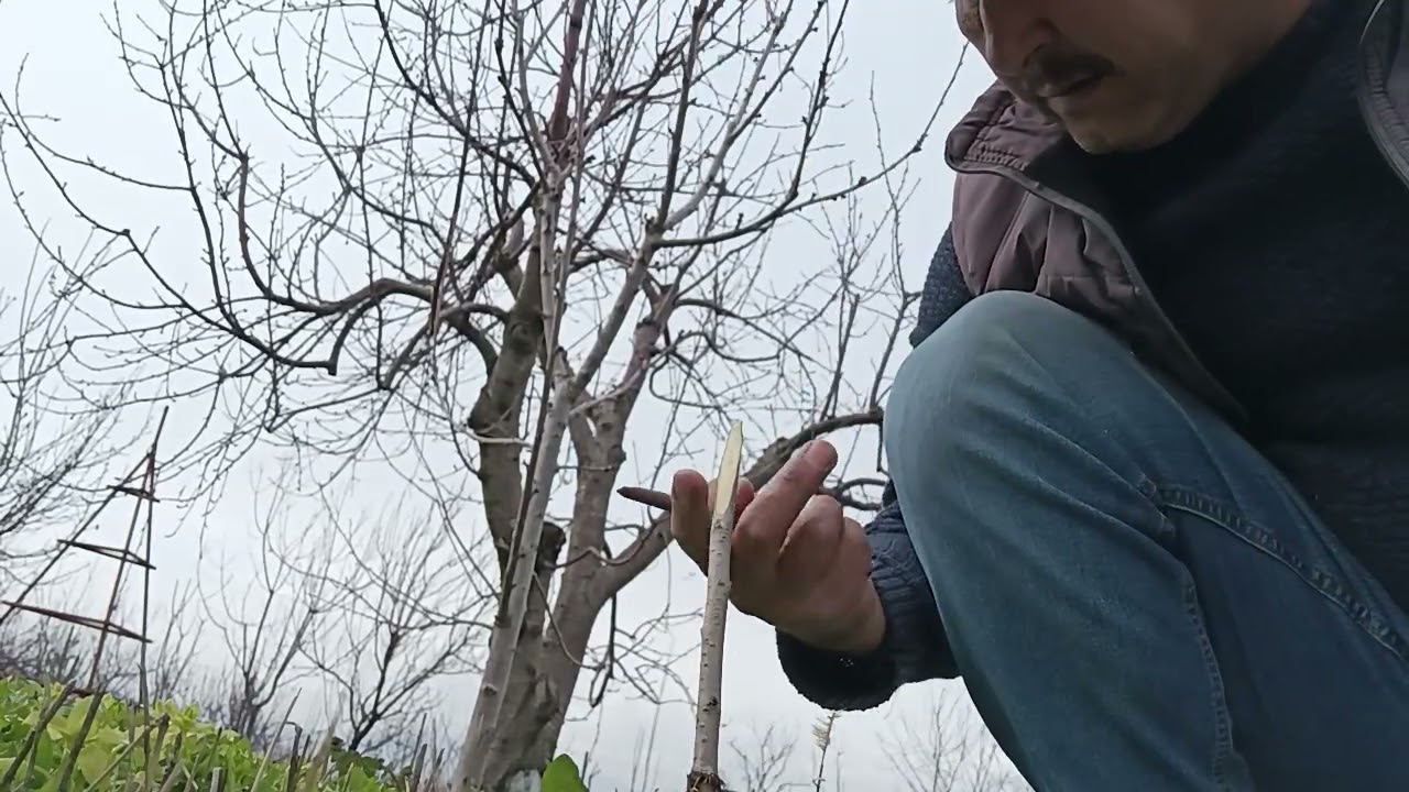 Kiraz fidanına ingiliz aşı yapımı