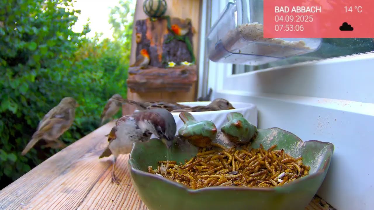 04.09. Unsere Gartenvögel live 🐦 Fensterbrettkamera mit Meisen & Spatzen