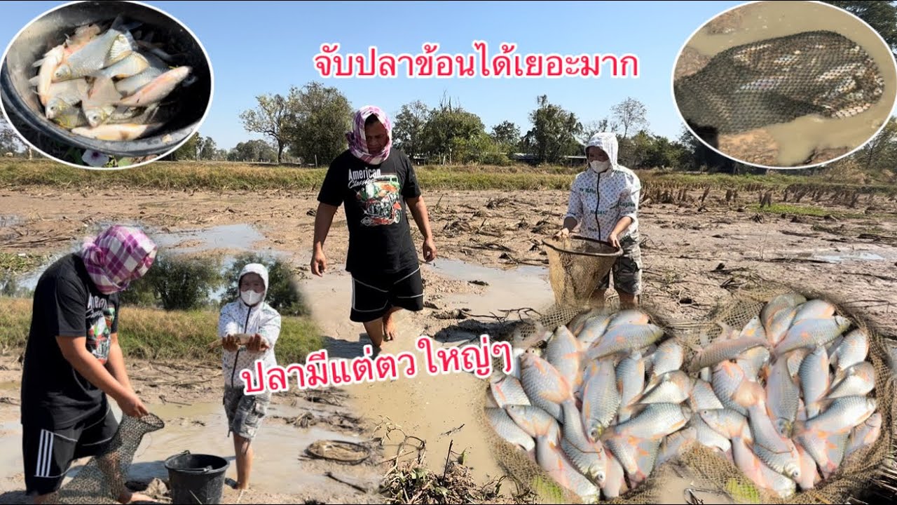 จับปาข้อนกับพ่อใหญ่ไม่น่าเชื่อว่าปลาจะเยอะขนาดนี้มีีแต่ตัวใหญ่ๆ🇹🇭/ເອົາປາຂ້ອນກັບພໍ່ໃຫຍ່ມີແຕ່ໂຕໃຫຍ່ໆ