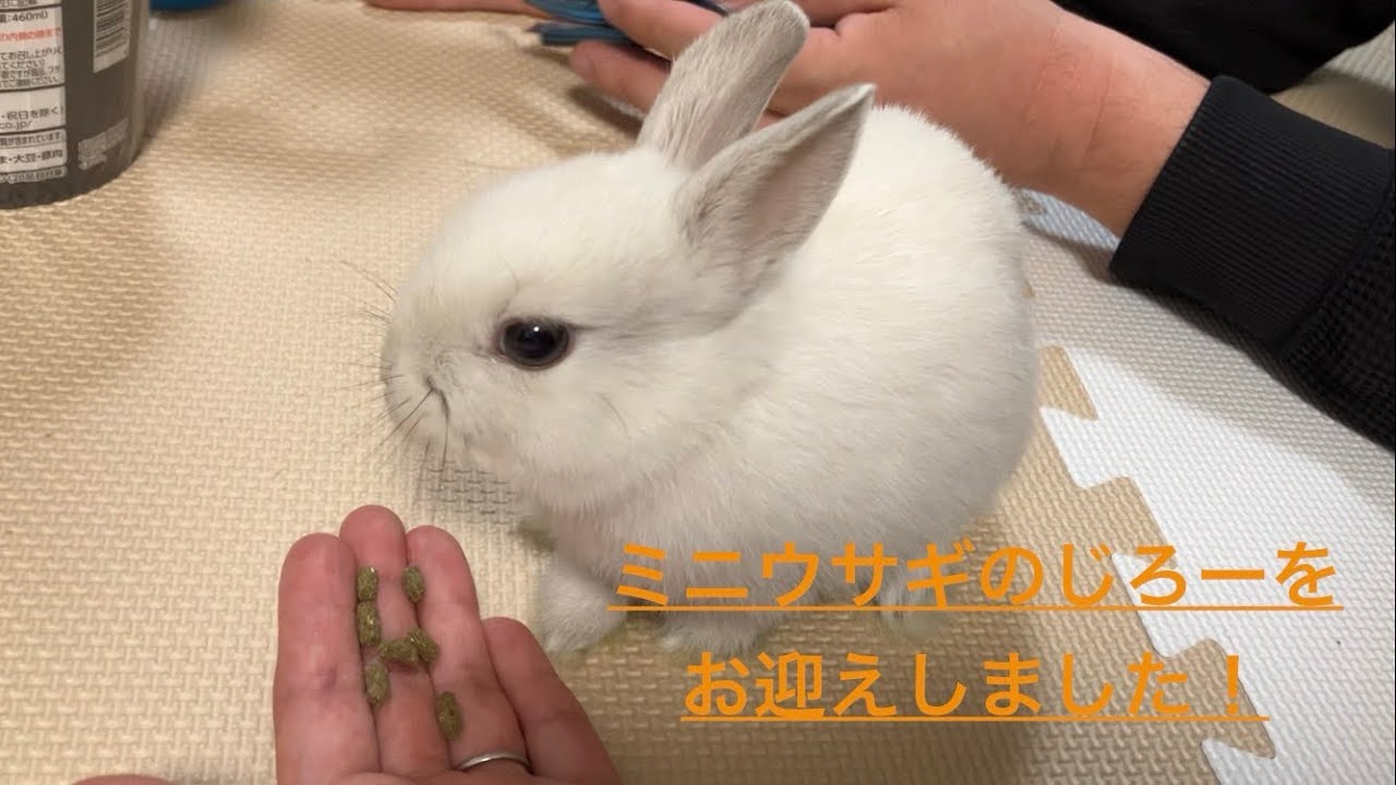 ミニウサギのじろー君をお迎えしました✨