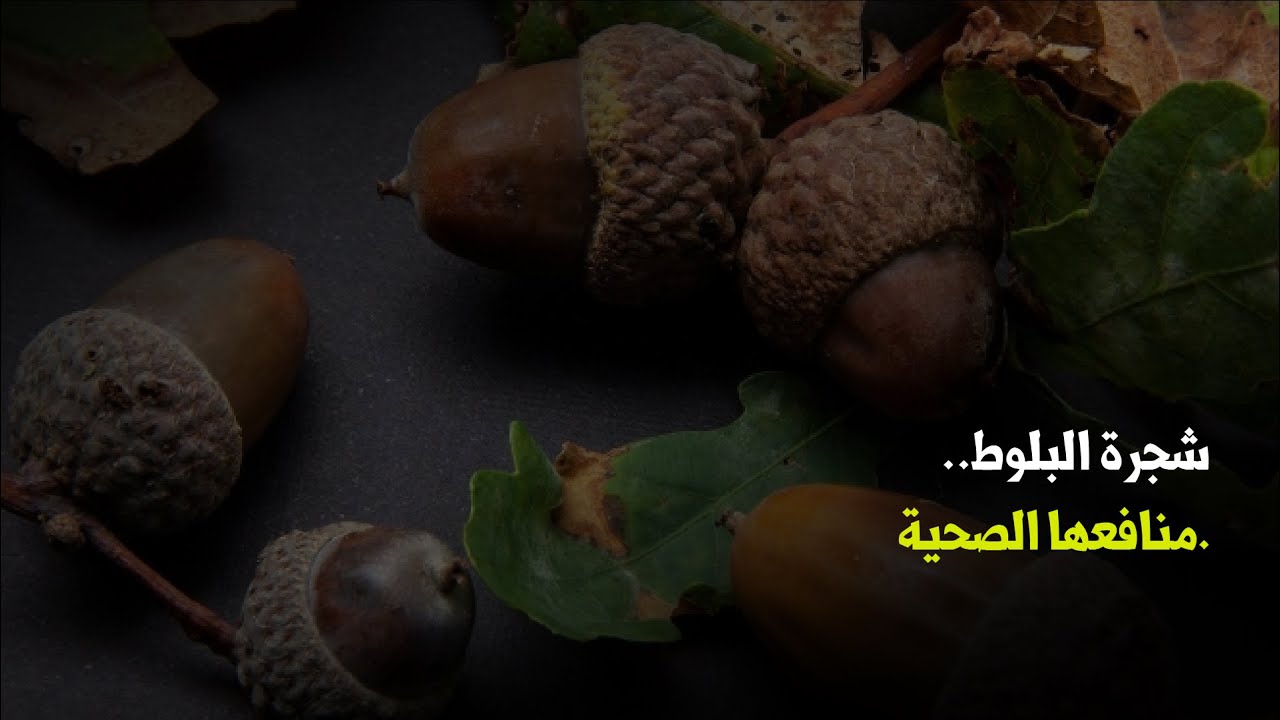 شجرة البلوط..منافعها الصحية 🌳 Le ch&ecirc;ne : bienfaits m&eacute;dicinaux