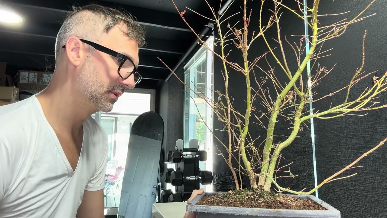 SE9 EP1 Japanese Maple Clump