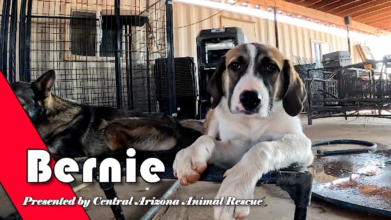 Bernie