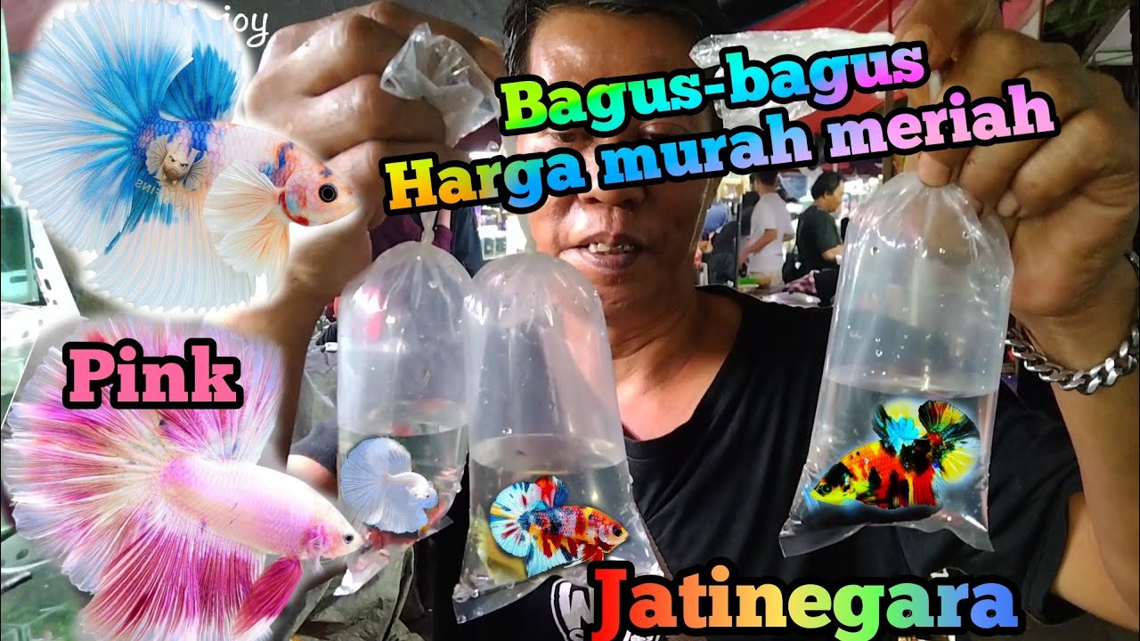 Borong ikan cupang di pasar ikan hias Jatinegara 