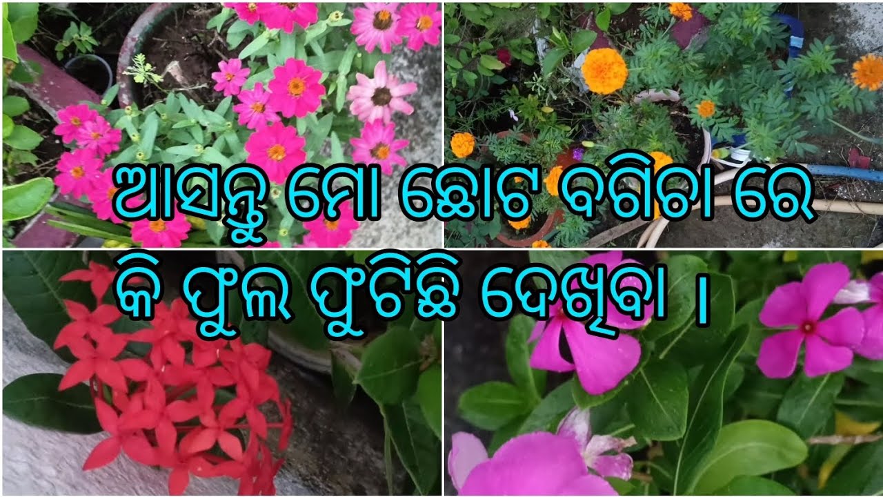 ଆସନ୍ତୁ ମୋ ଛୋଟ ବଗିଚା ରେ କି ଫୁଲ🌸🏵️🌼ଫୁଟିଛି ଦେଖିବା ।