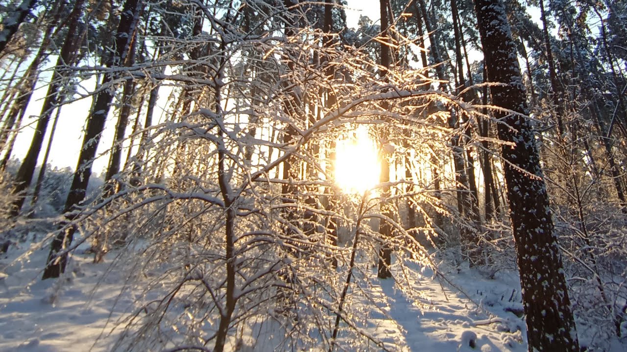 Утро ☀️ в стиле Цигун ☯️ Тайцзи в прямом эфире ! Занятия для начинающих ! 