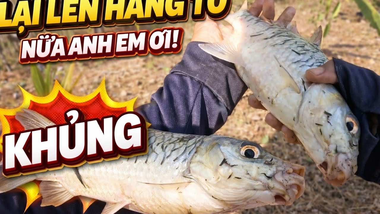 Lại có hàng nữa anh em ơi 