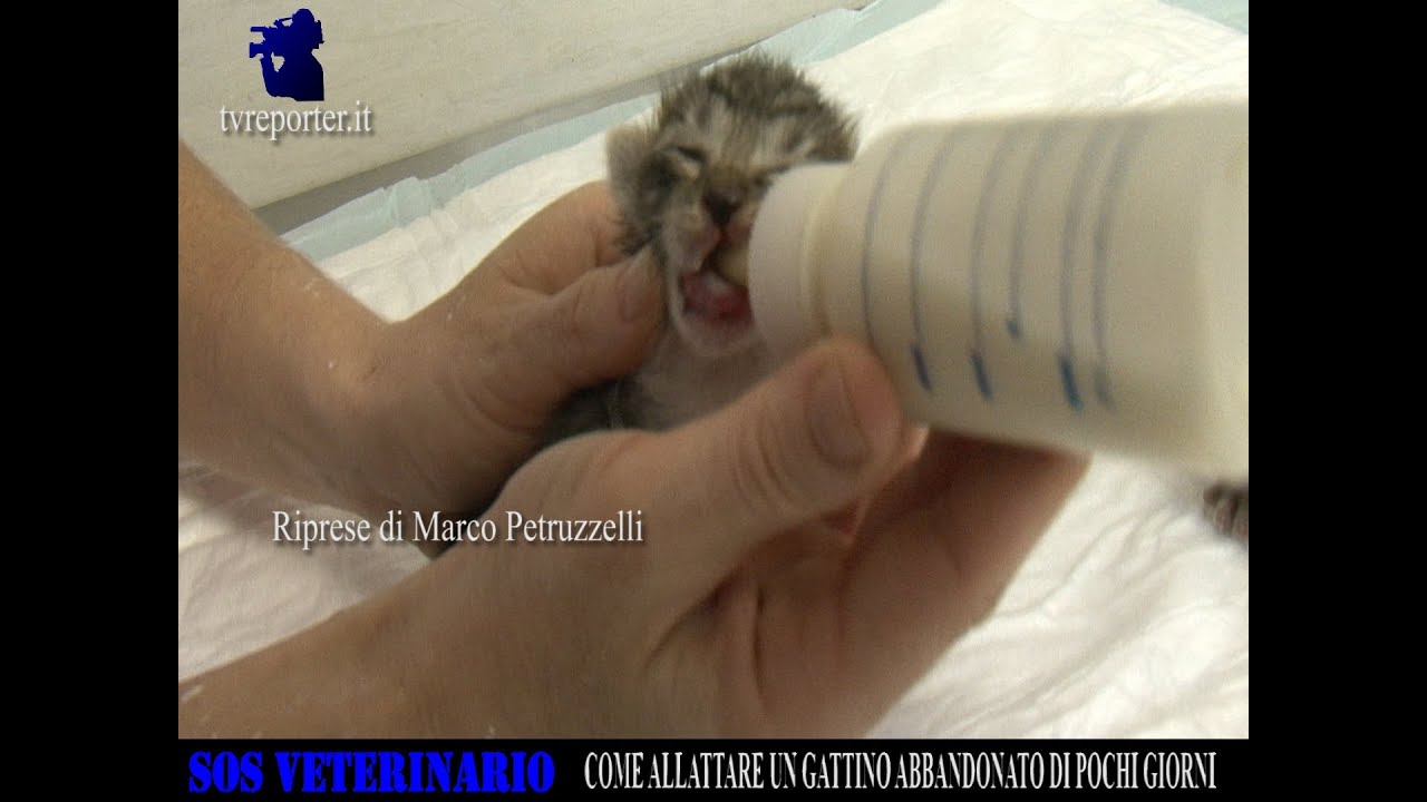 SOS VETERINARIO: COME ALLATTARE UN GATTINO ABBANDONATO DI POCHI GIORNI