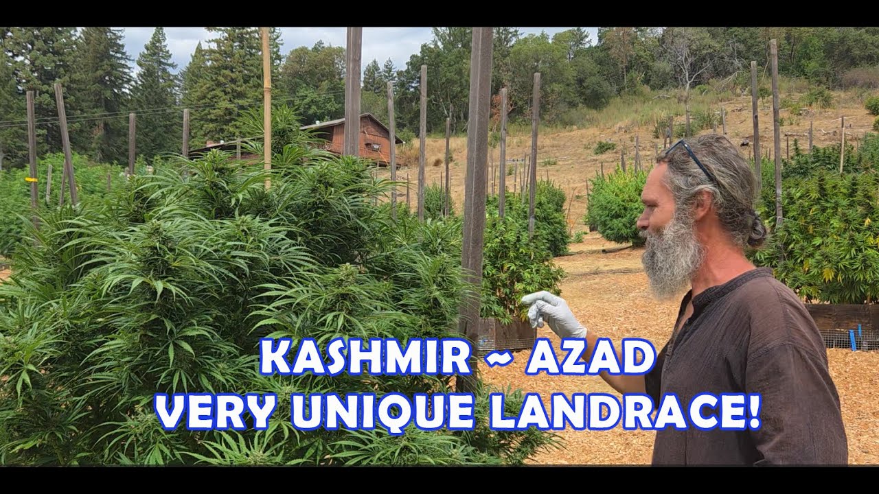 KASHMIR - AZAD - CHUNKY & UNIQUE LANDRACE PLANTS!