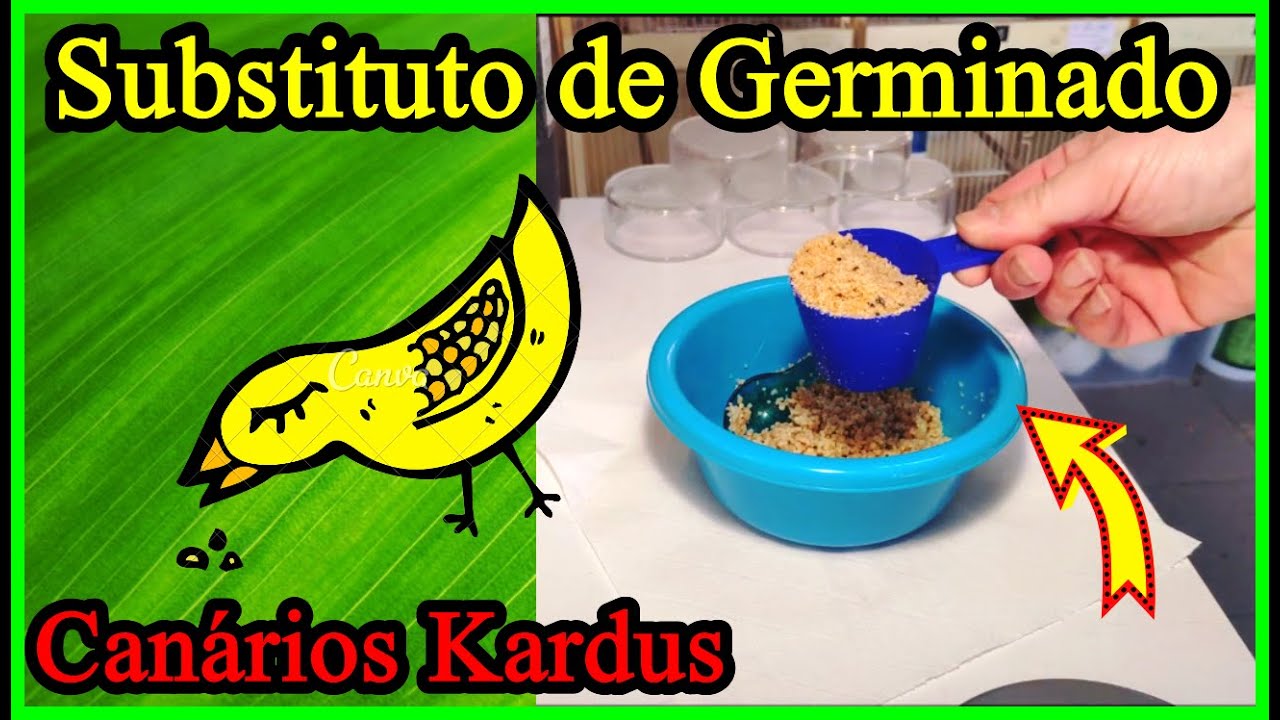 PREPARAR PAPA CRIA DOS CANÁRIOS 🐣🐥🐤 #CanáriosKardus (Portugal) 24 Março 2020
