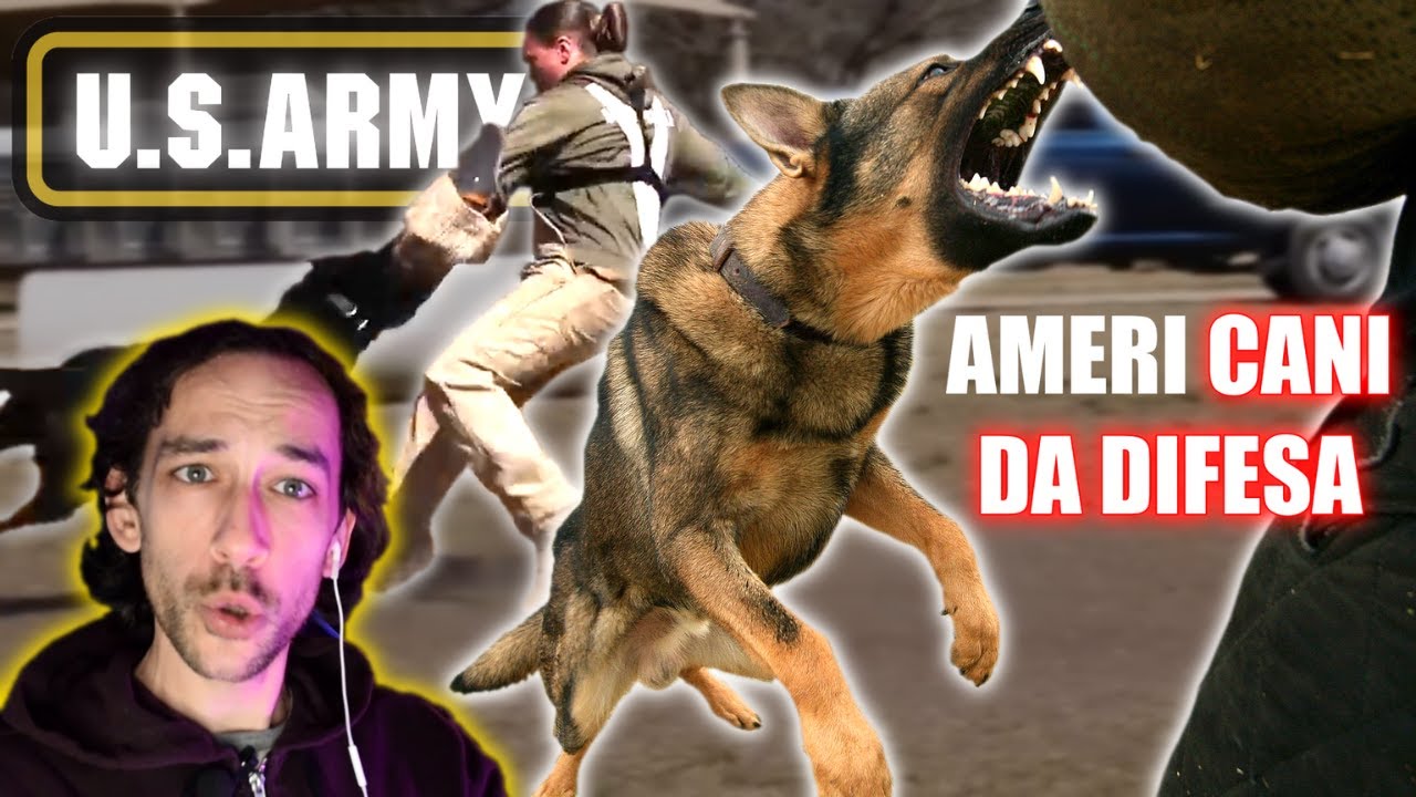 COME si ADDESTRANO i CANI da DIFESA dell' ESERCITO U.S.A.