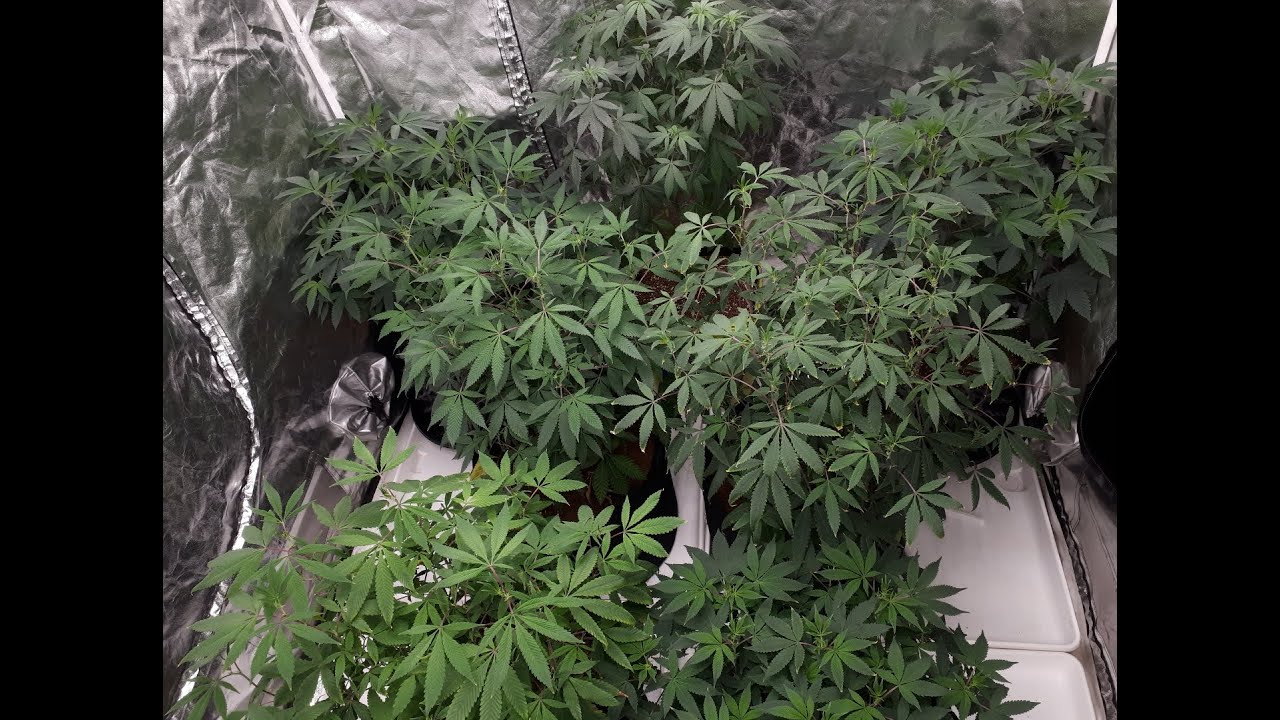 Gone Flippin' - Weeks Three & One Of Flower 13/11@200W