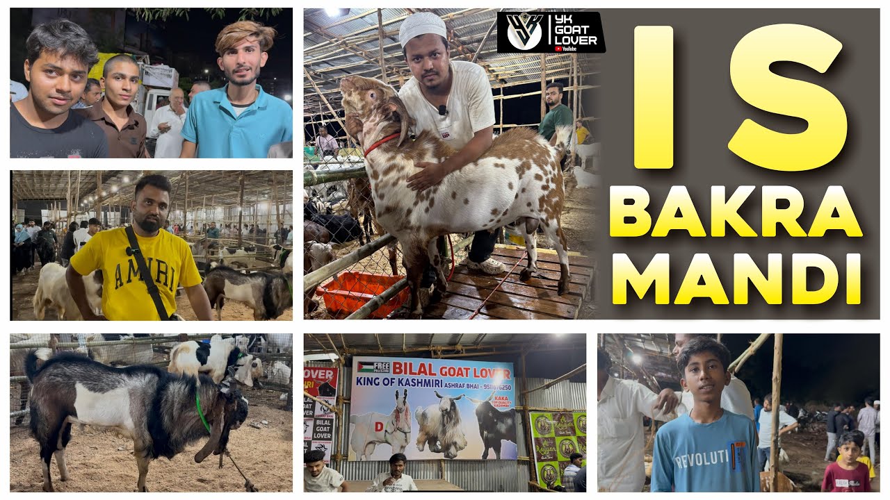 I S Bakra Mandi I YK Goat Lover