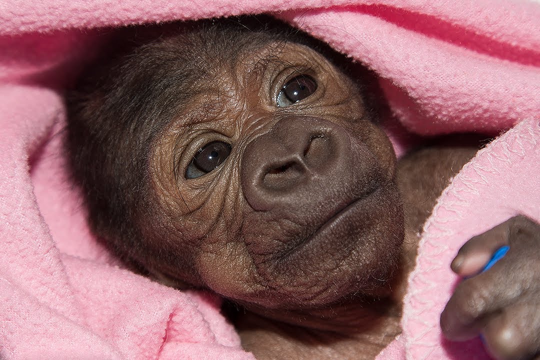 Baby Gorilla Treated for Pneumonia at the San Diego Zoo Safari Park