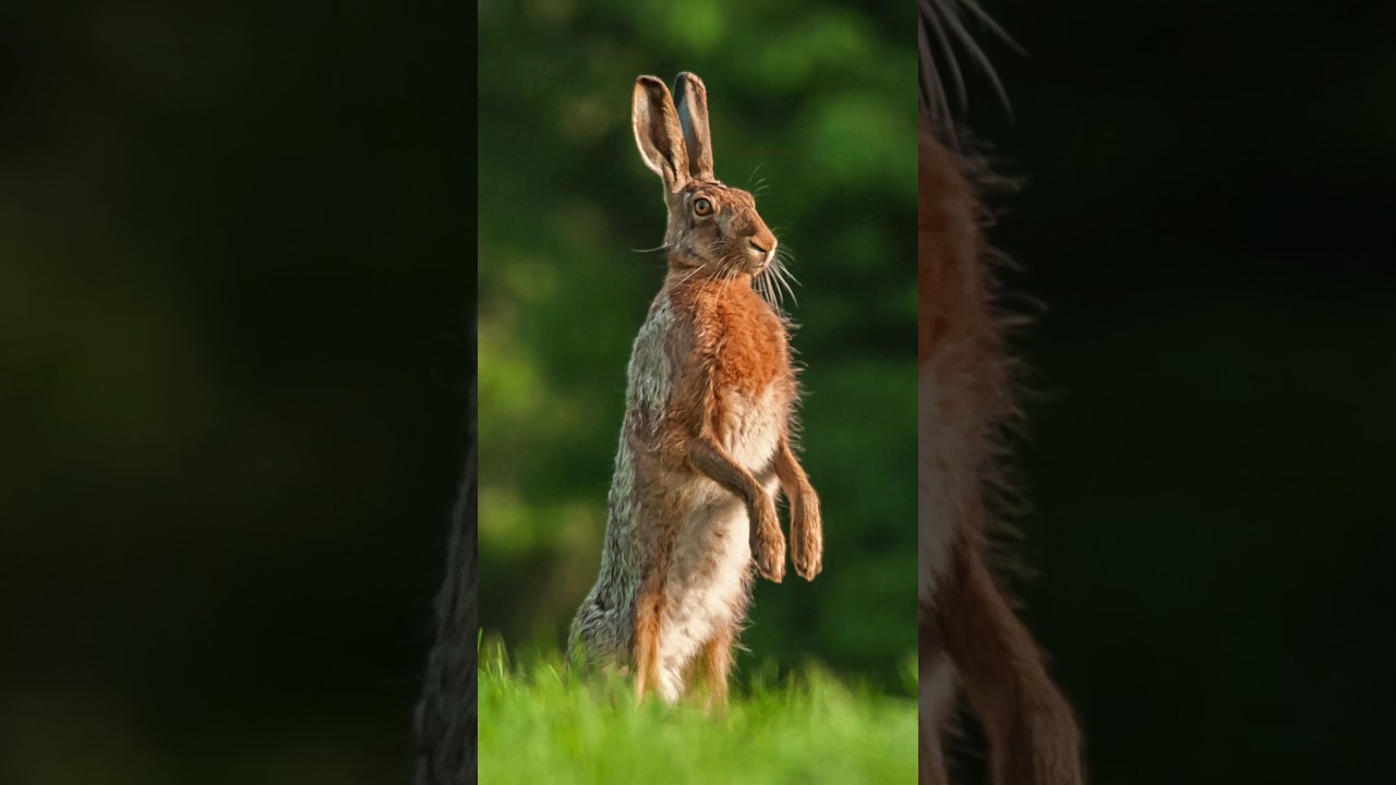 Заяц-русак в действии 🐇💨 Мчится со скоростью 77 км/ч! #дикаяприрода #фактыоживотных #заяц