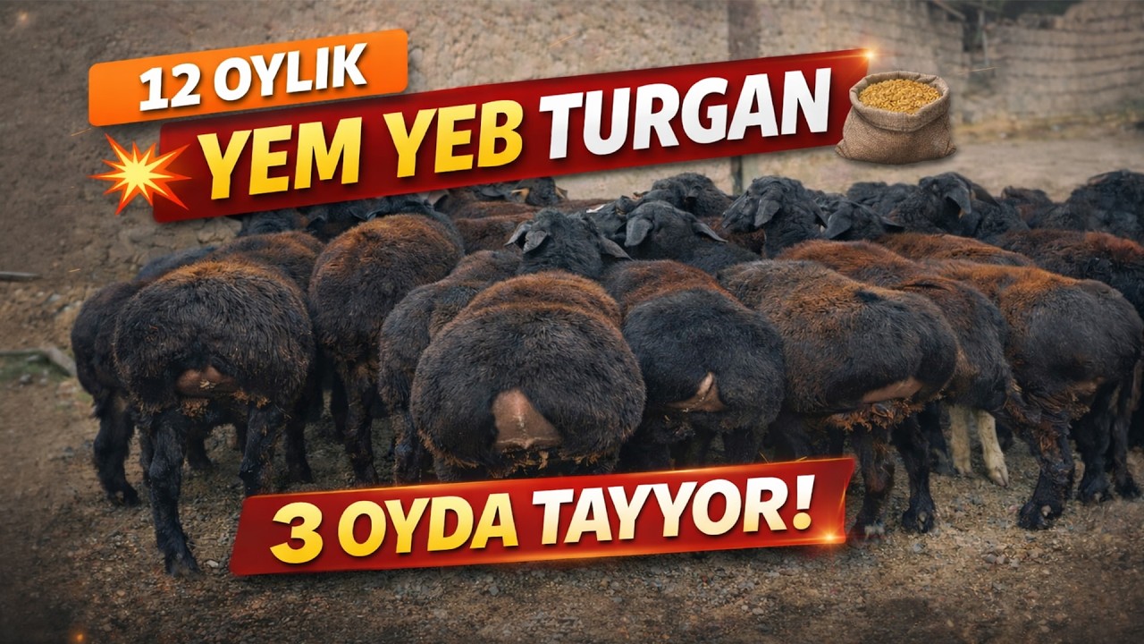 12 oylik yem yeb turgan 3oyda tayyor boladigan 80kg qochqorlar deb yozaymi