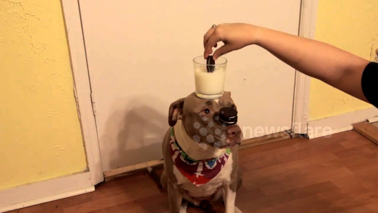 AMAZING PITBULL BALANCING TRICK