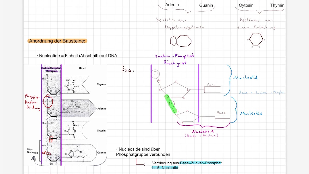 Aufbau der DNA: Nucleotide; Basenpaarung und Chargaff-Regel