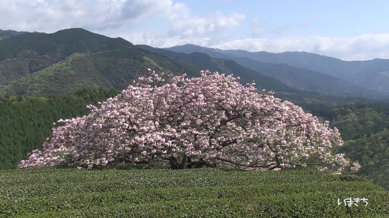 天空に咲く遠山桜 2011-4-19
