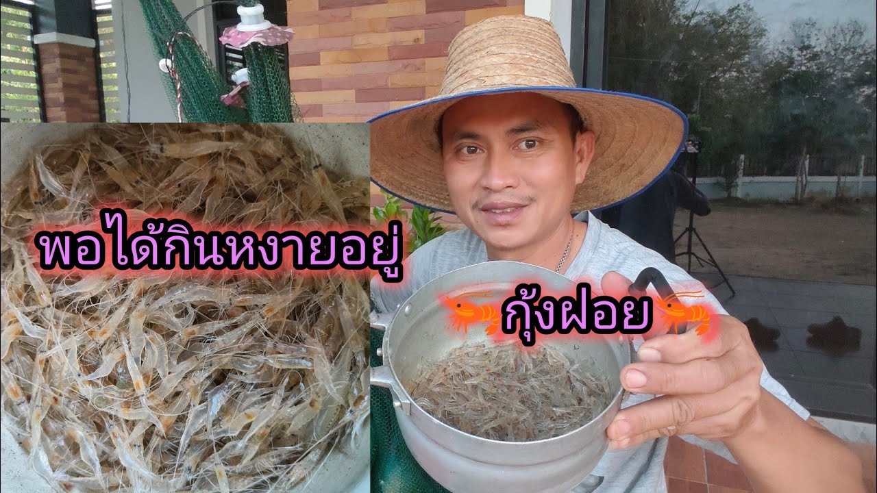 ดักกุ้งฝอยไว้ หมานคือเก่า! ดัก 5 ดาง ได้เกือบกิโล🦐
