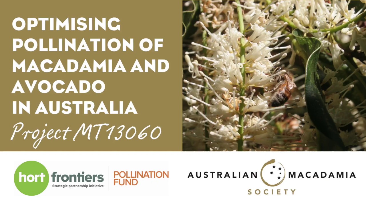 Brad Howlett - Macadamia Pollination