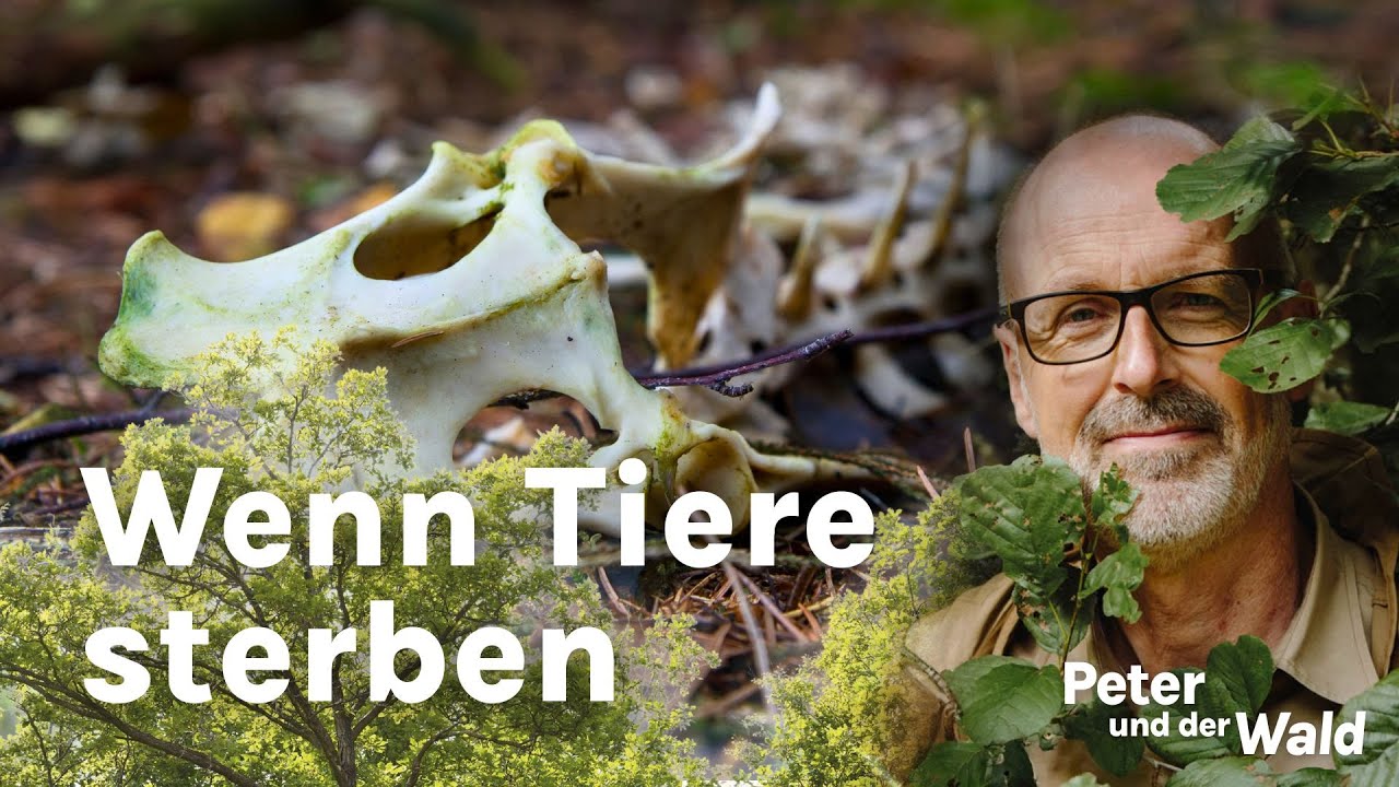 Wie sterben Tiere? Der Kreislauf des Lebens der Waldtiere