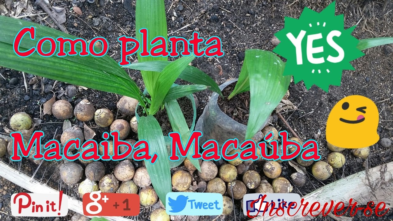 como planta macaiba Macaúba !