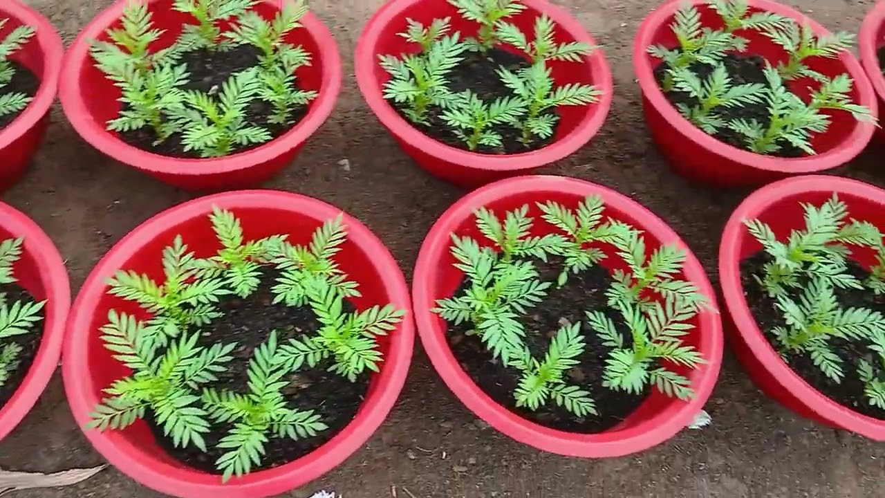 Cập nhật  vạn thọ ngày 19  tháng 11  al