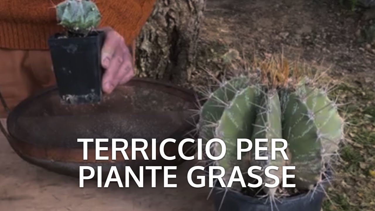 Terriccio per piante grasse