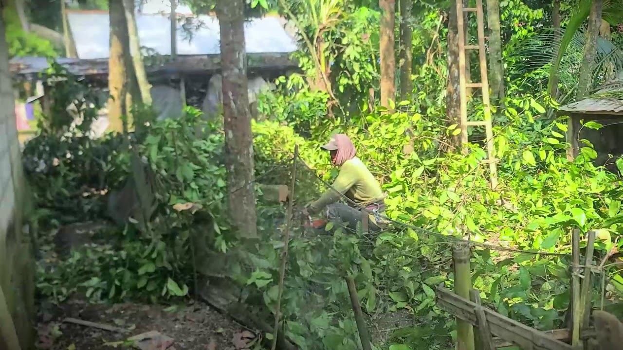 Timber Skills: Mastering the Chainsaw for Garden Wood _FarmersLife _Shorts