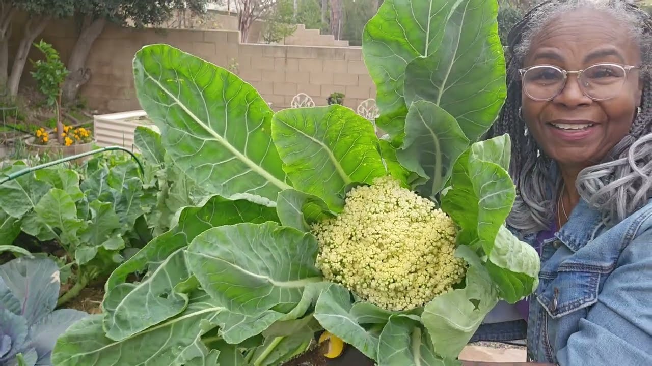 Beautiful Winter  Harvest