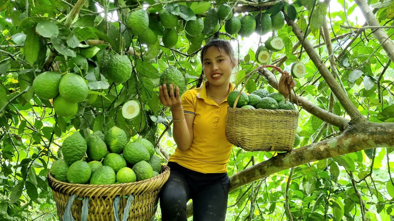 Harvest yellow lemons and bring them to the market to sell _ taking care of rabbits | Chuc Thi Duong