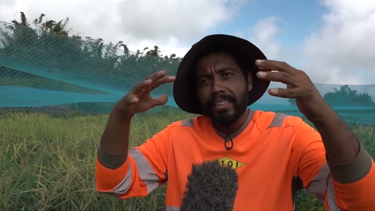 Du riz 100% Réunion