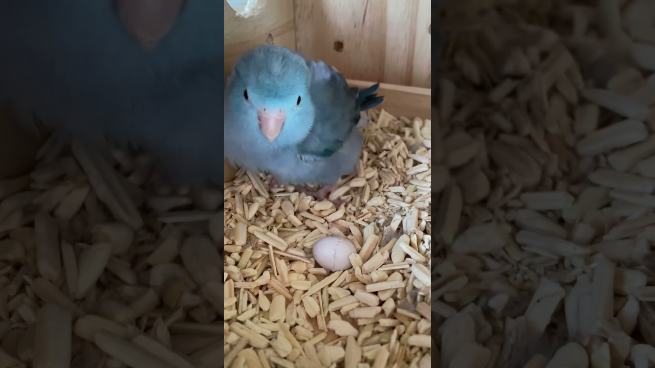 Parrotlet mother helps baby hatch